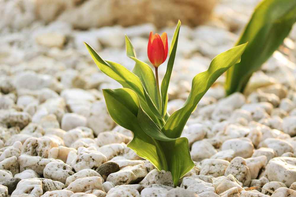 batu kerikil untuk taman