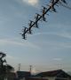 widi arto