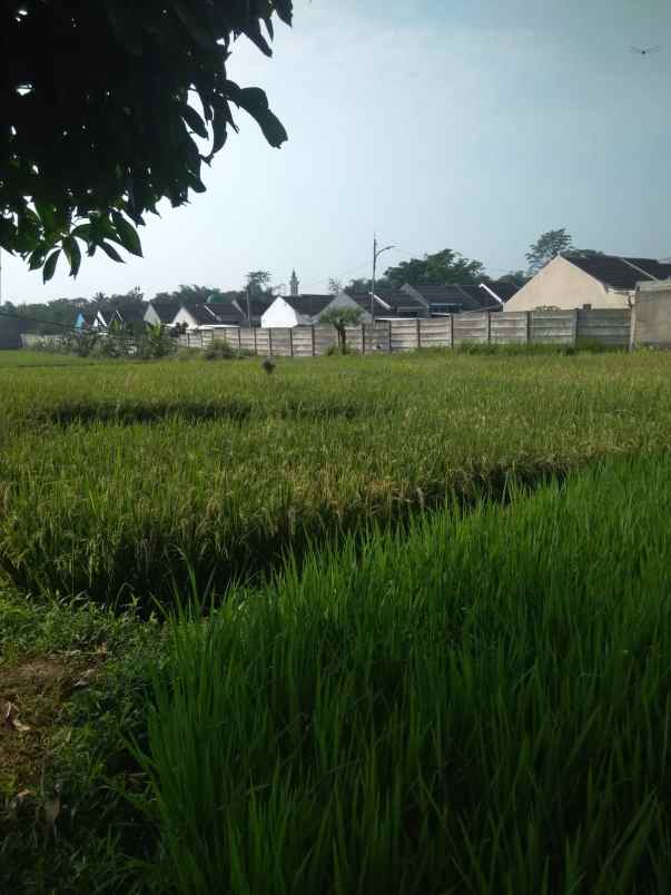 dijual tanah ciherang cutak ciapus