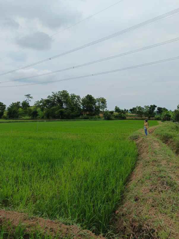 dijual tanah darmawangi