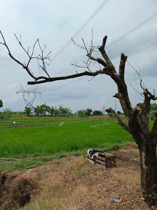 dijual tanah darmawangi