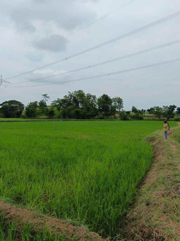 dijual tanah darmawangi