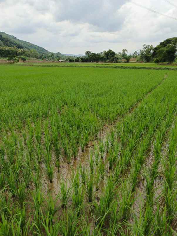 dijual tanah darmawangi