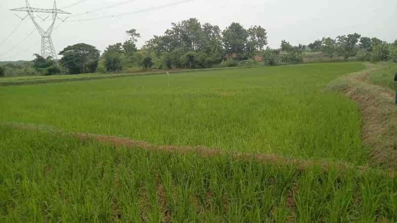 dijual tanah darmawangi