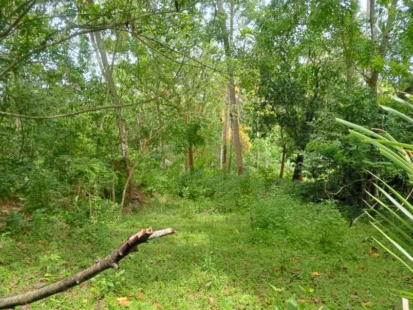 dijual tanah desa antap kec selemadeg