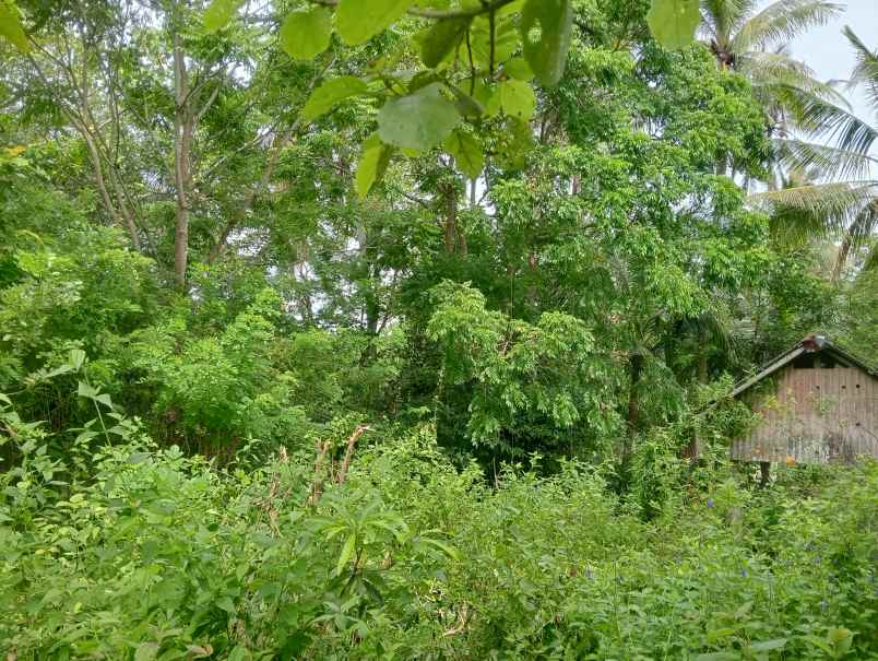 dijual tanah desa antap kec selemadeg