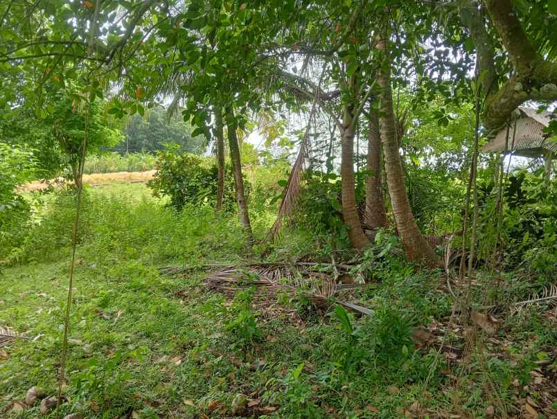 dijual tanah desa antap kec selemadeg