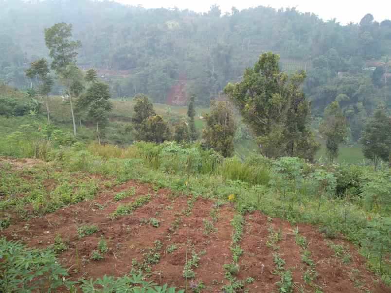 dijual tanah jalan sukamantri kolega