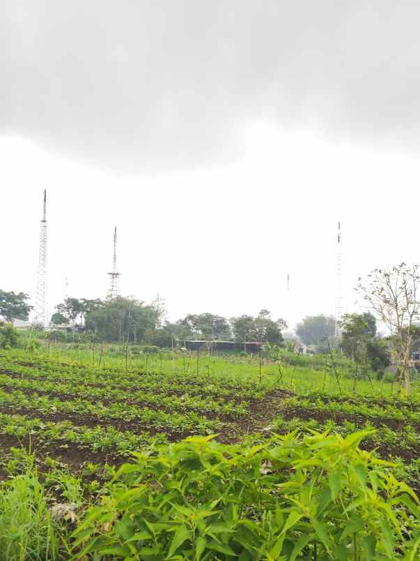 dijual tanah jalibar oro oro ombo