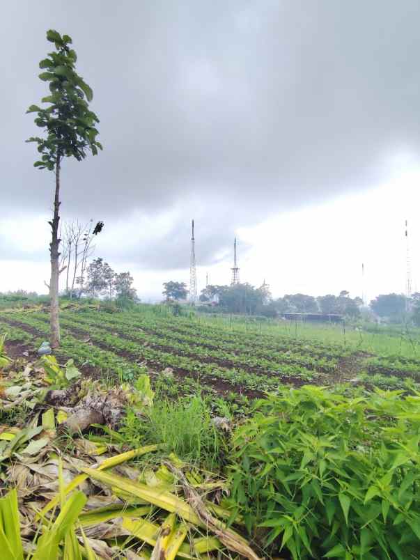 dijual tanah jalibar oro oro ombo