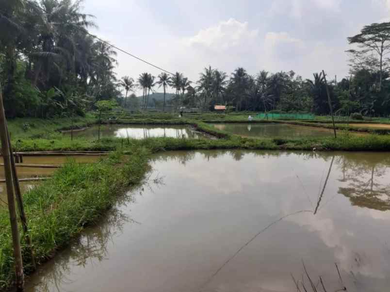 dijual tanah jl amd raya cibentang ciseeng
