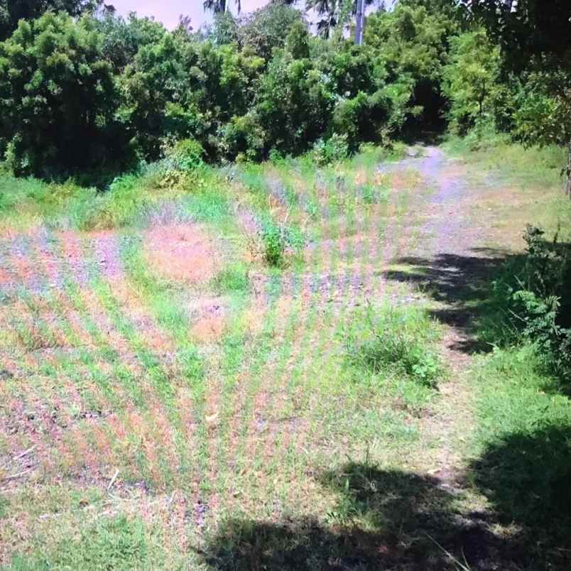 dijual tanah jl raya amlapura singaraja