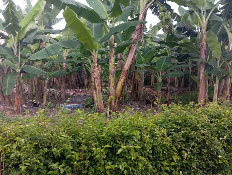 dijual tanah jl tanjung karangasem