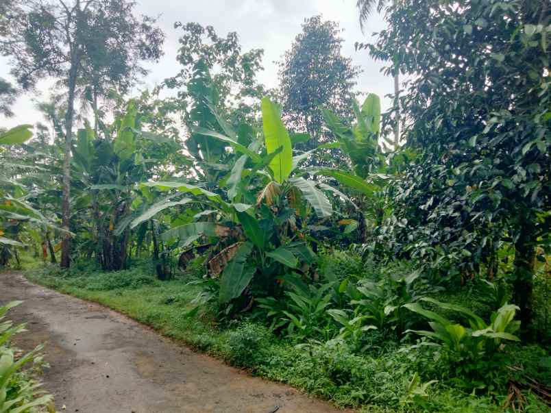 dijual tanah kebun akses jalan mobil di mandirancan