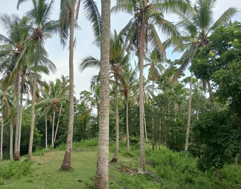dijual tanah kebun los sungai murah