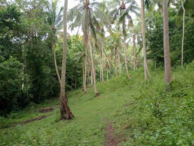 dijual tanah kebun los sungai murah