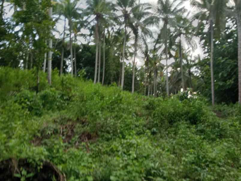 dijual tanah kebun los sungai murah