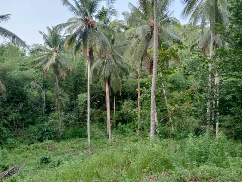 dijual tanah kebun los sungai murah