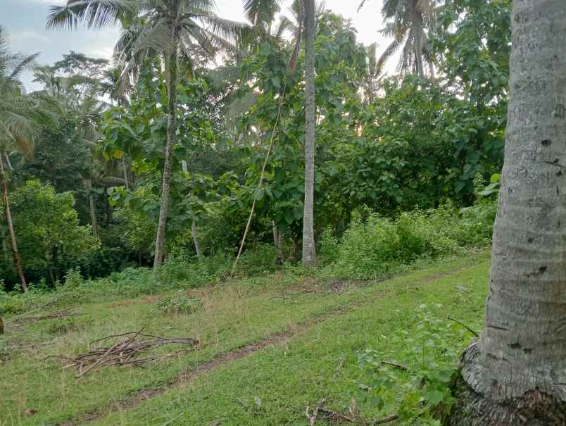 dijual tanah kebun los sungai murah