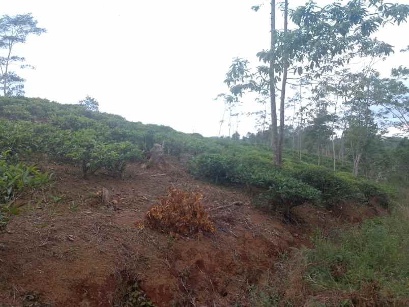 dijual tanah kebun produktif pinggir jalan