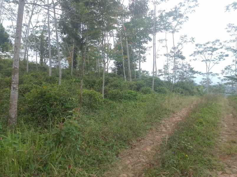 dijual tanah kebun produktif pinggir jalan