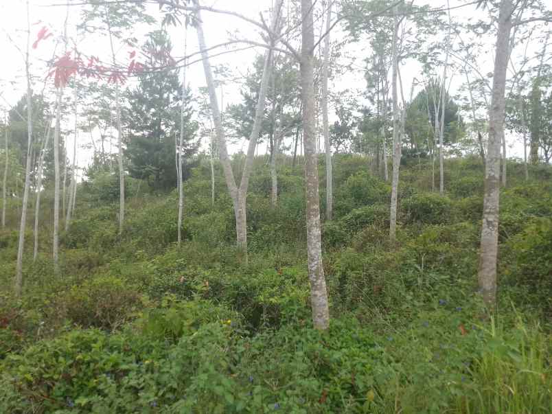 dijual tanah kebun produktif pinggir jalan