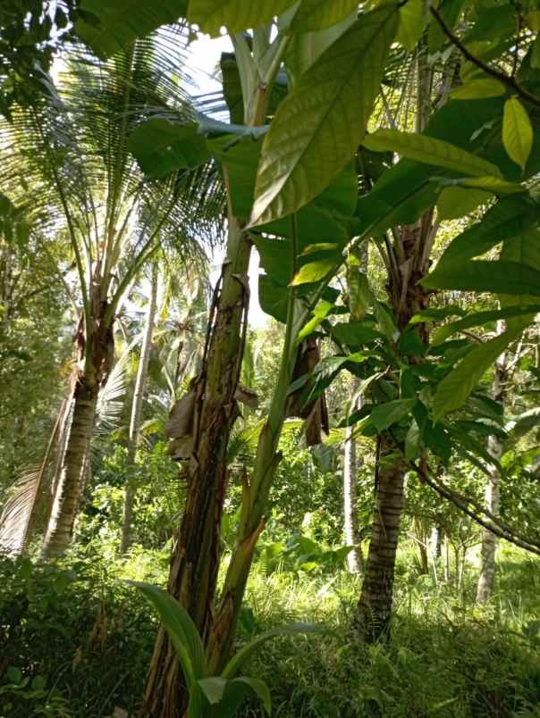 dijual tanah penyaringan mendoyo