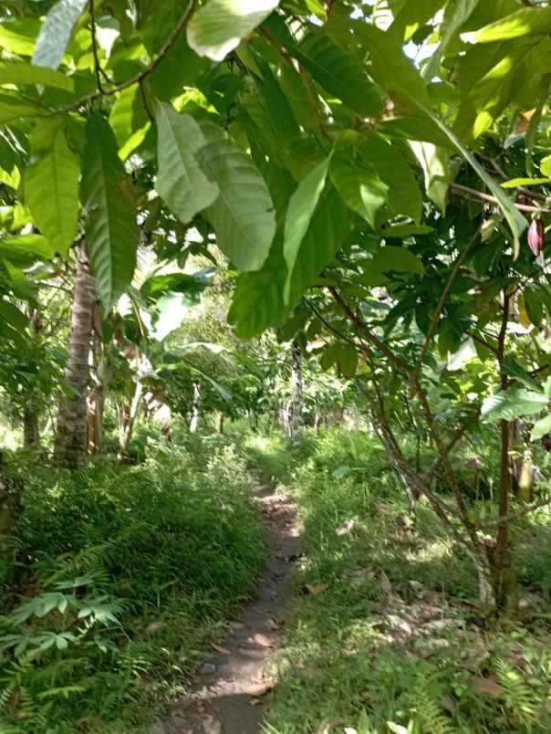 dijual tanah penyaringan mendoyo