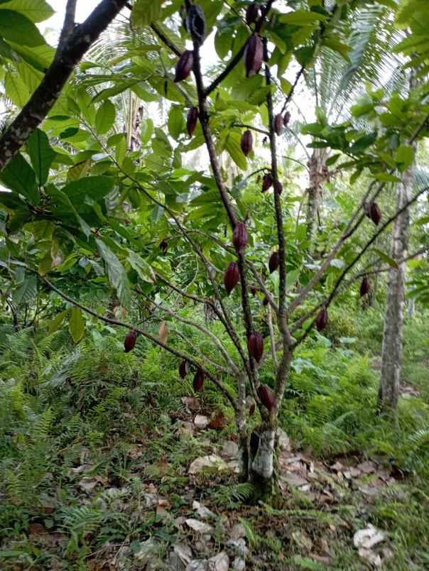 dijual tanah penyaringan mendoyo