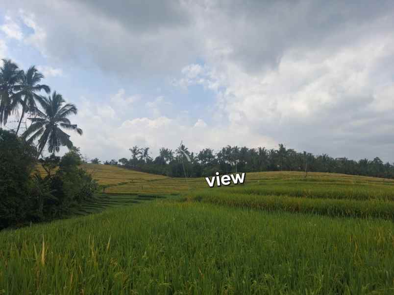 dijual tanah sawah dekat dengan desa wisata belimbing