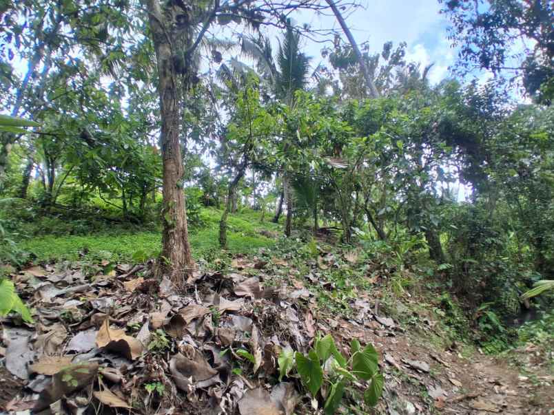 dijual tanah sawah dekat dengan desa wisata belimbing
