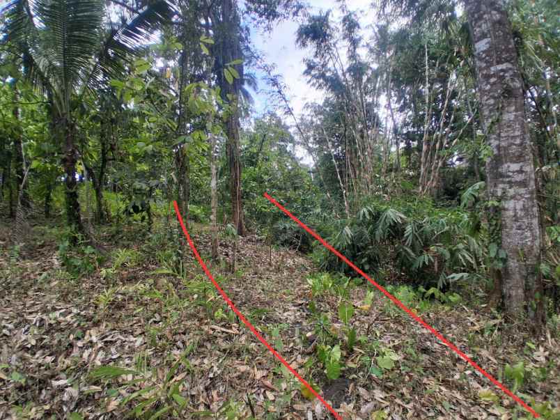 dijual tanah sawah dekat dengan desa wisata belimbing