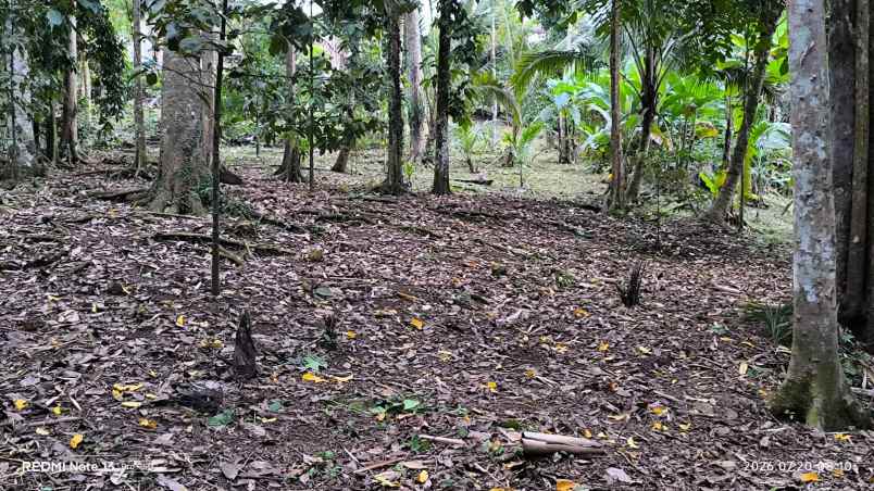 dijual tanah wanagiri selemadeg tabanan
