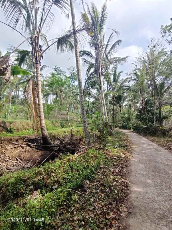 disewakan tanah view sawah di selemadeg tabanan bali