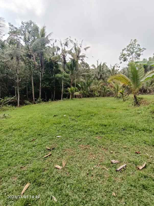 disewakan tanah view sawah di selemadeg tabanan bali