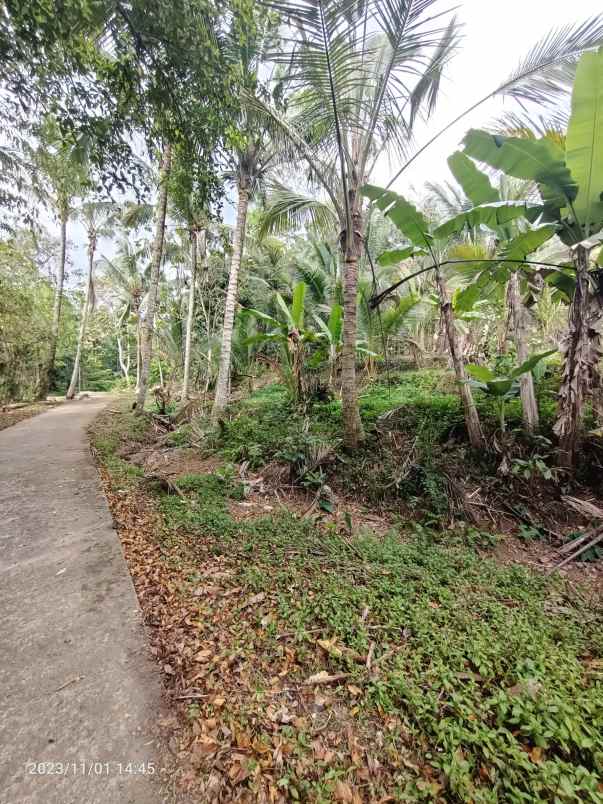 disewakan tanah view sawah di selemadeg tabanan bali