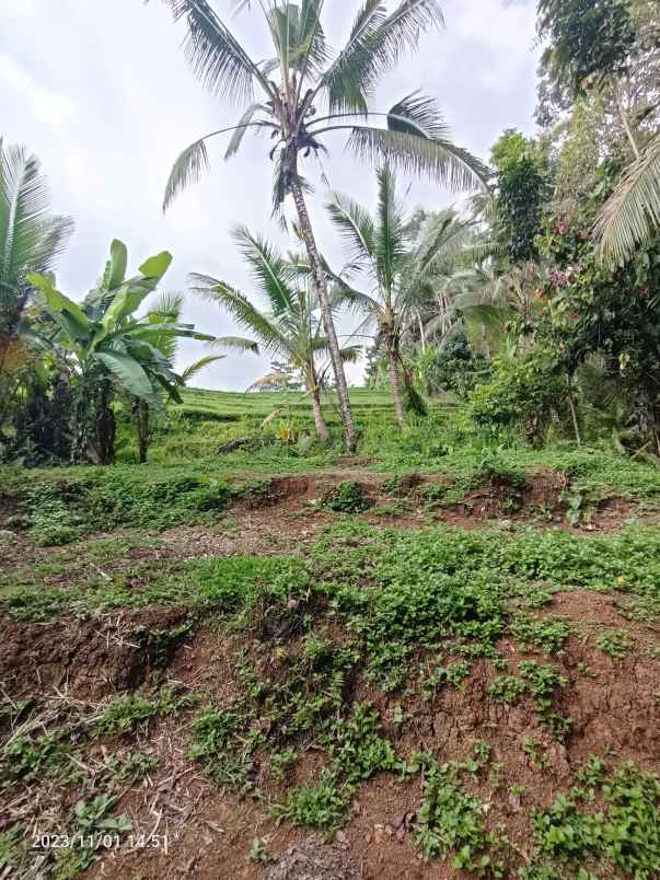 disewakan tanah view sawah di selemadeg tabanan bali