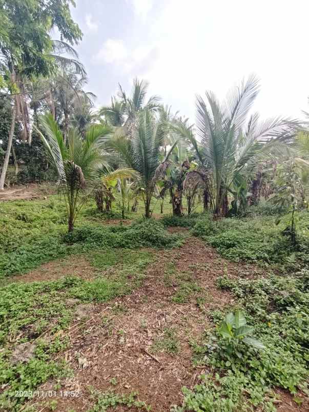 disewakan tanah view sawah di selemadeg tabanan bali