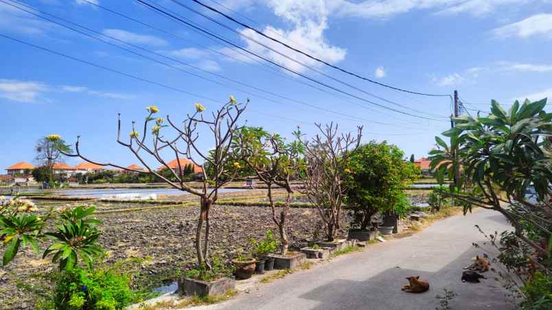 jual gedung perkantoran view sawah bebas banjir