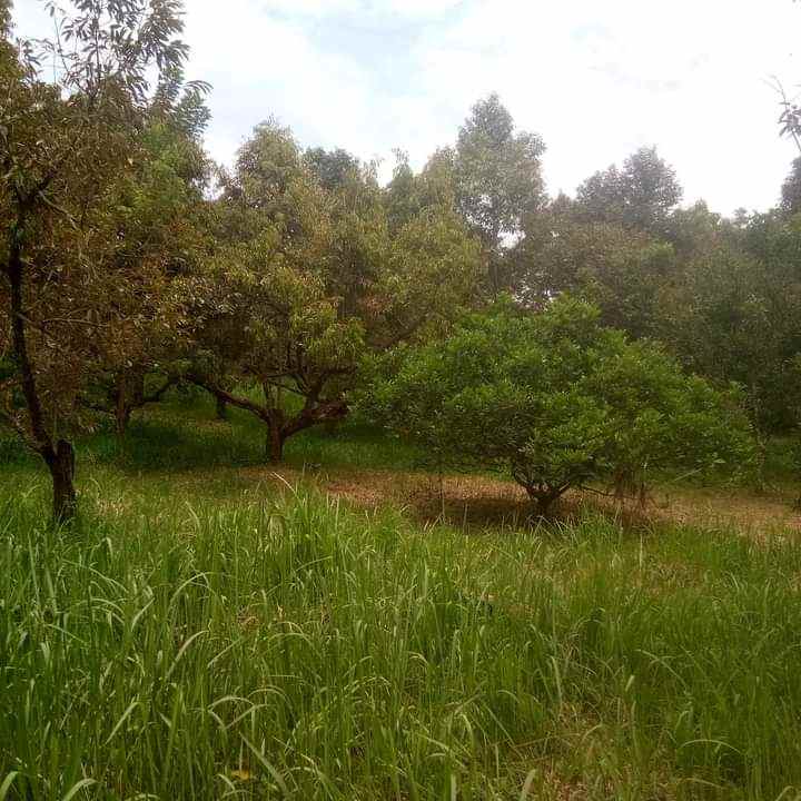 jual kebun durian dan villa