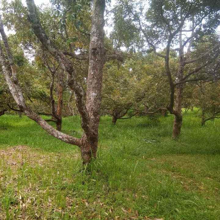 jual kebun durian dan villa