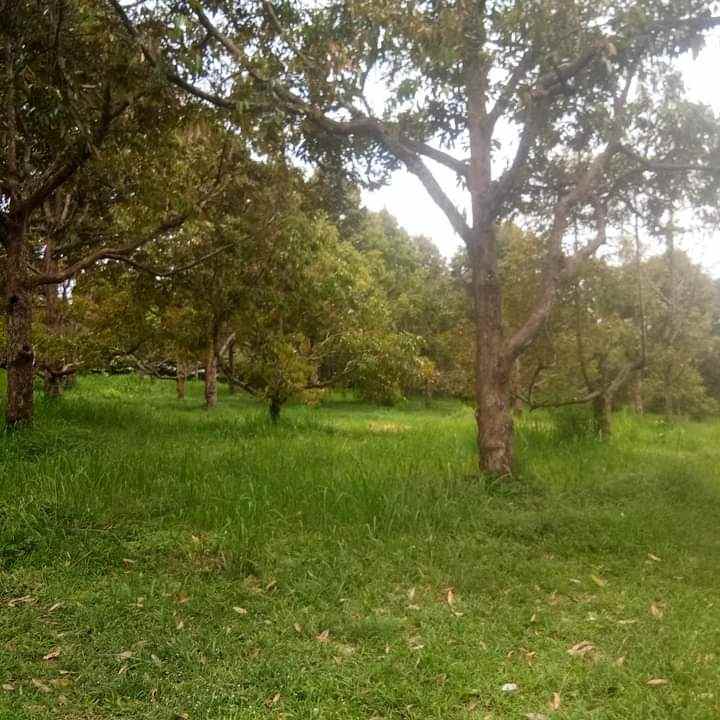 jual kebun durian dan villa