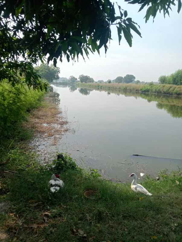 jual tambak luas dan produktif di bangunsari jabon