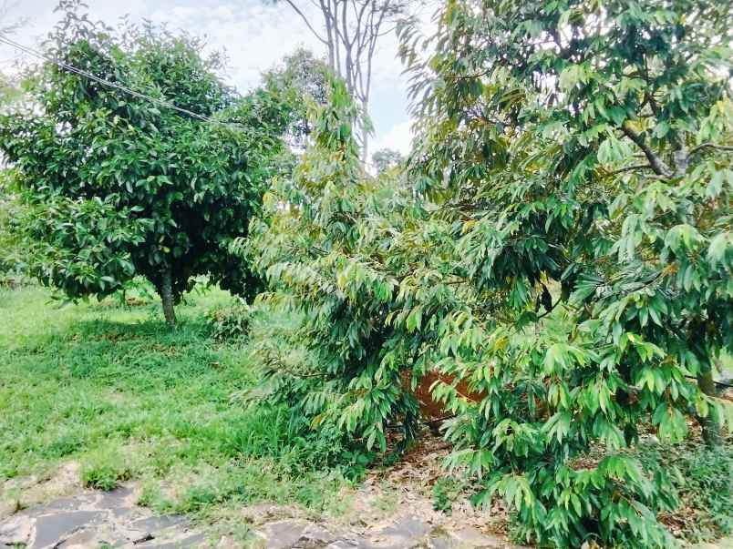 jual villa dan kebun durian