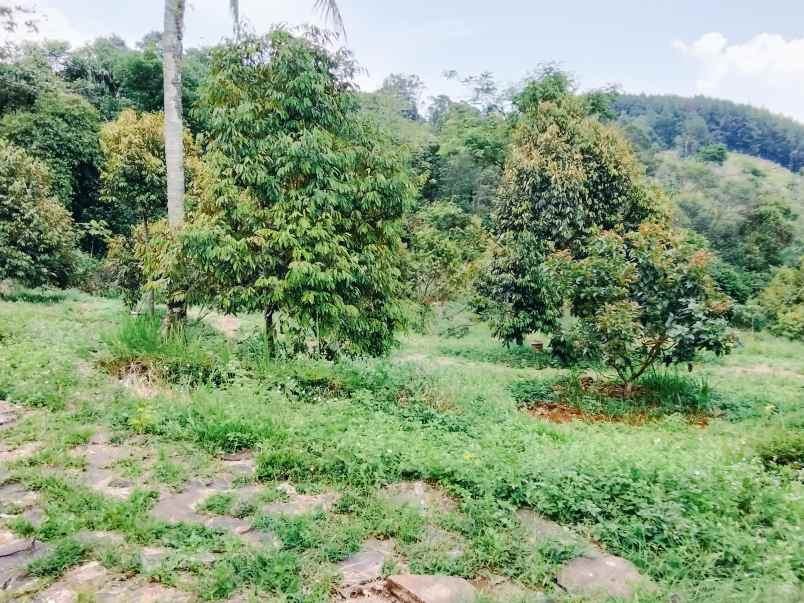 jual villa dan kebun durian