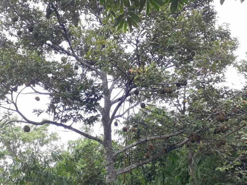 kebun durian 1500m tepi jl ngargoyoso karanganyar