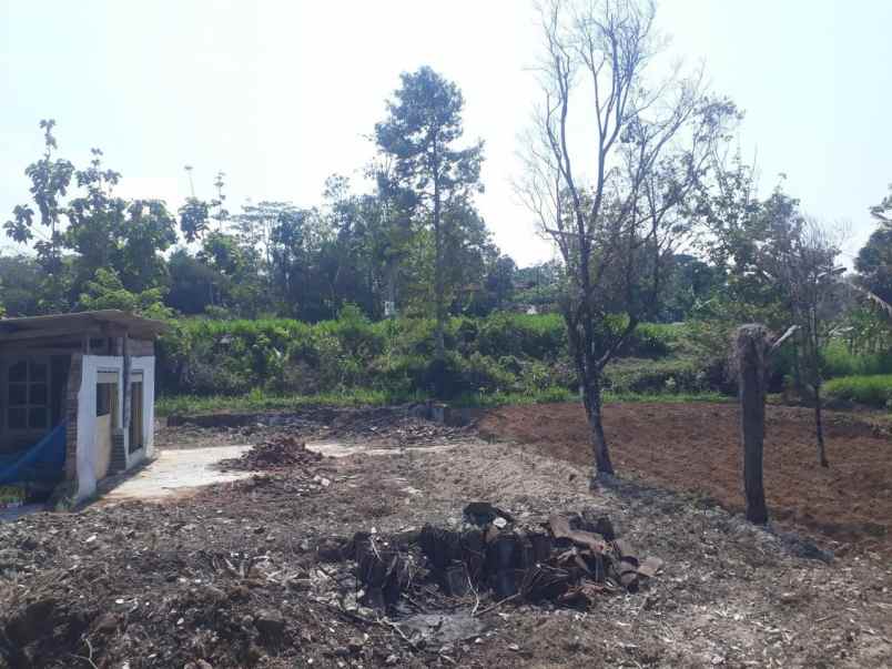 kebun durian 1500m tepi jl ngargoyoso karanganyar