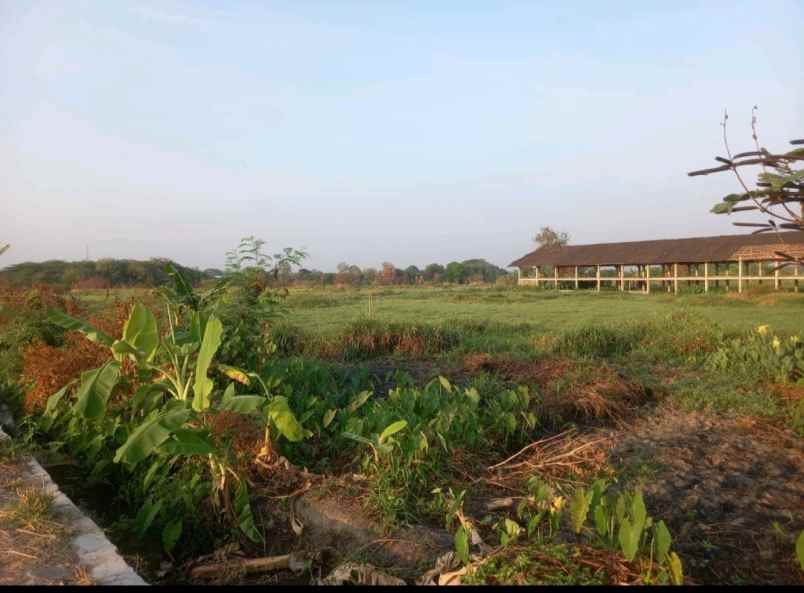 lahan industri 5 ha siapbangun diklaten op 650rb m2