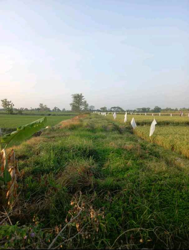 lahan industri 5 ha siapbangun diklaten op 650rb m2