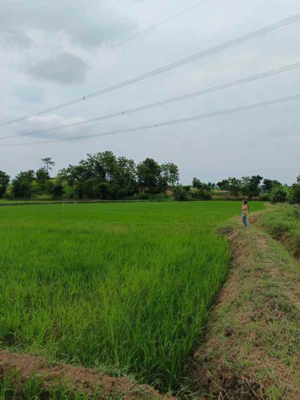 sawah aktif di tolengas kab sumedang dijual murah luas
